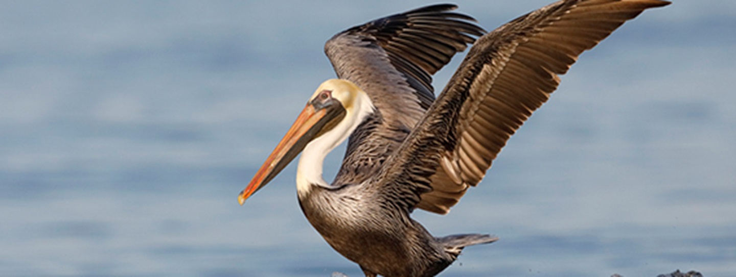 discover-the-wildlife-in-palm-coast-florida